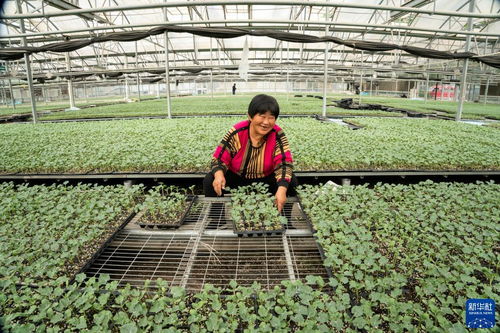 河北永清 以技術創新驅動綠色蔬菜種植，筑牢京津“菜籃子”保障線