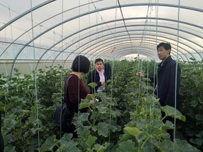 科技賦能農業 縣農副產品加工發展服務中心開展瓜菜種植技術巡查與開發工作